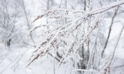 An ice-covered tree branch in a winter forest. Foto stock