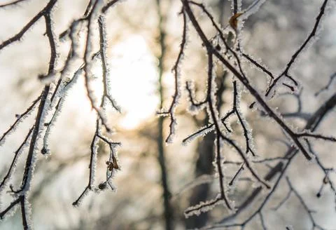 Ice covered tree branches in backlight Stock Photos