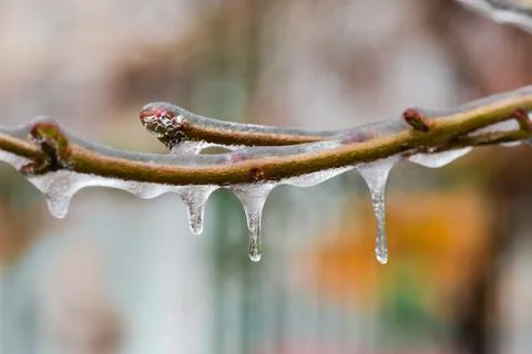 Ice-covered tree branches on a blurred background, close-up Stockfoto's