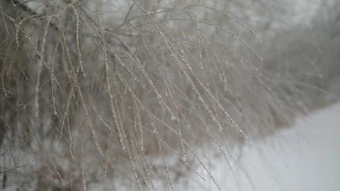 Ice covered tree branches Stock Footage 73345323