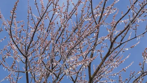 Ice covered tree branches Stock Footage 145849848