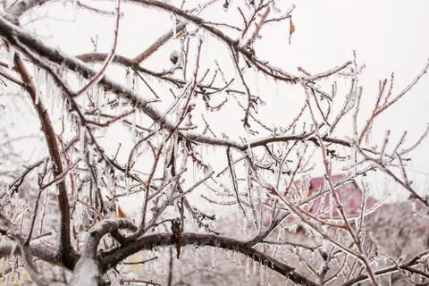 Ice-covered tree branches Foto stock