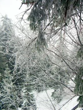 Ice-covered tree branches in the winter forest in the mountains. In the Carpa Stock Photos