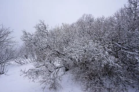 Ice-covered tree branches in winter. Stock Photos
