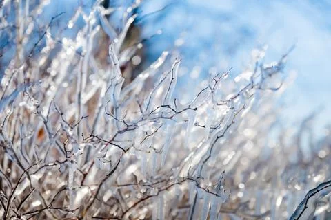 Ice-covered tree branches in winter Stock Photos