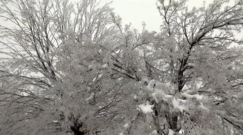 Ice covered tree Stock Footage 36009031
