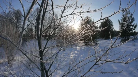 Ice-covered tree Stock Footage 168007261