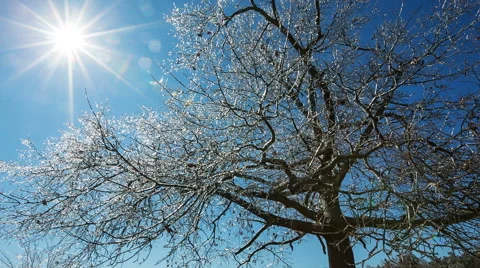 Ice Covered Tree with Sun Stock Footage 64974020