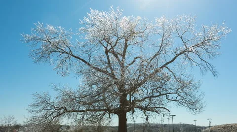Ice Covered Tree Wide Angle Centered Stock Footage 64974033