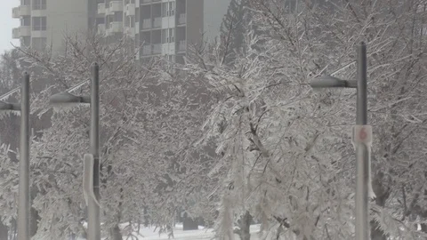 Ice covered trees after freezing rain and snow storm Stock Footage 102846330