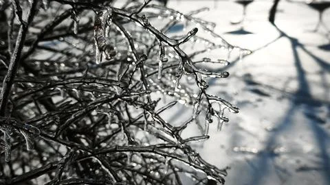 Ice covering dense tree branches in winter scene against bright sky. Stock Photos