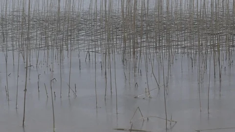Ice is covering river Stock Footage 123228374