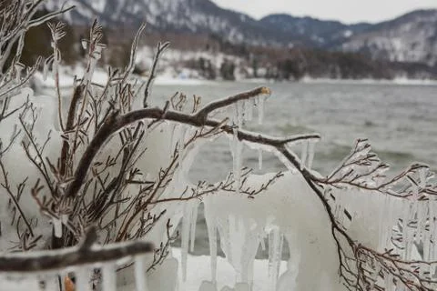 Ice covers branches of tree on winter day. Stock Photos