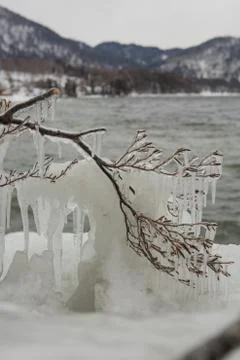 Ice covers branches of tree on winter day. Stock Photos