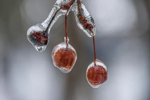 Ice covers tree berries. Stock Photos