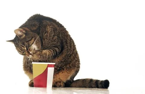 Ice cream cat Stock Photos