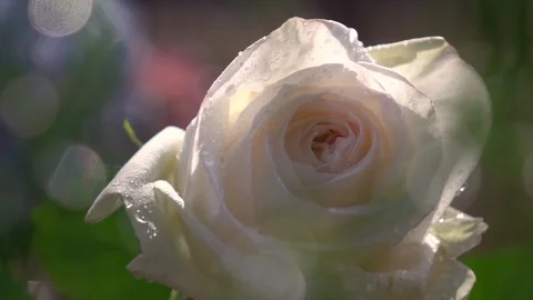 Ice-cream rose through flecks of sunlight in slow motion Video stock 91661421