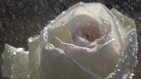 Ice-cream rose under falling raindrops in slow motion. 库存影片 90449972