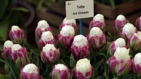 Ice cream tulip patch at the floral display in Holland Video stock 312282697