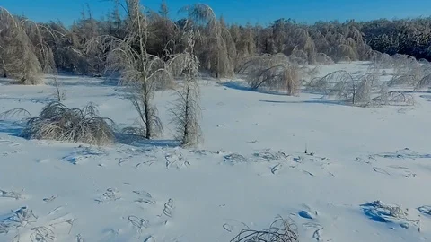 Ice crust covered trees Video stock 85832009