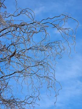 Ice crust on tree branches. Winter landscape Stock Photos