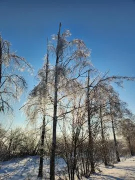 Ice crust on tree branches. Winter landscape Stock Photos