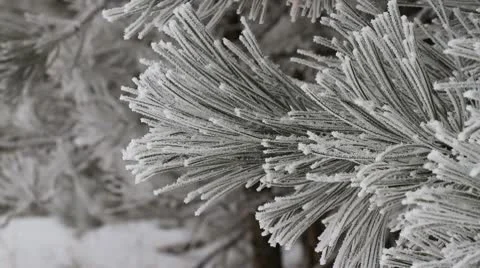 Ice crystal covered pine branch CU 스톡 동영상 10743459