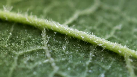 Ice crystals 5 Stock Footage 187799341