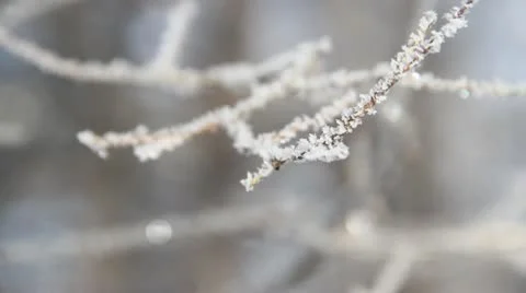 Ice Crystals on Branch Stock Footage 10562729