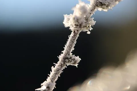 Ice crystals on the branches Stock Photos