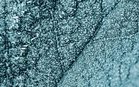 Ice crystals on a leaf close up. Stock Photos
