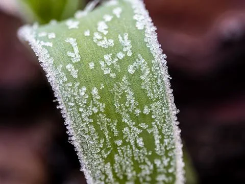 Ice crystals on a leaf of grass - macro photo Stock Photos