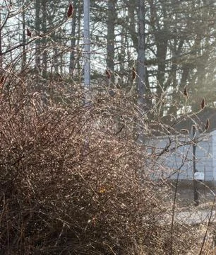 Ice crystals Stock Photos