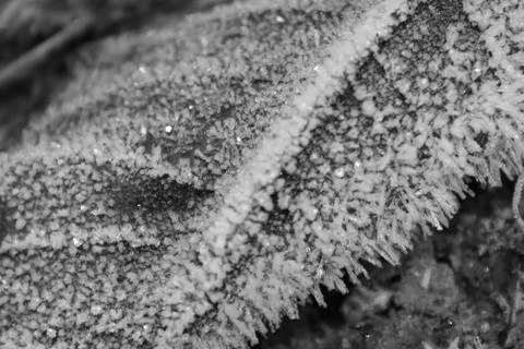 Ice crystals Stock Photos