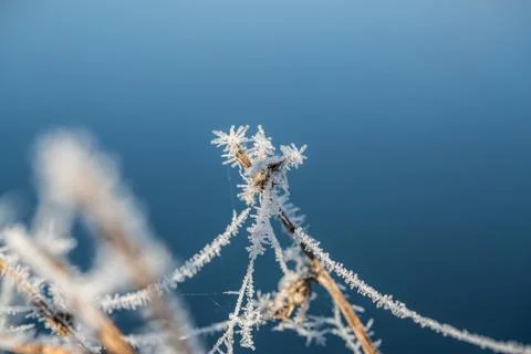 Ice Crystals 스톡 사진