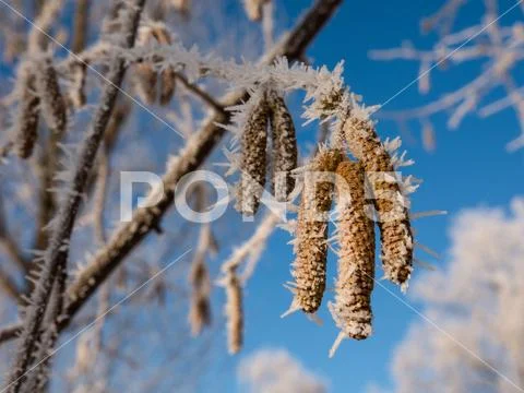 Ice crystals on plants, Macro Stock Photos