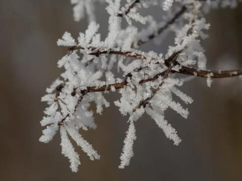 Ice crystals on plants, Macro Foto stock