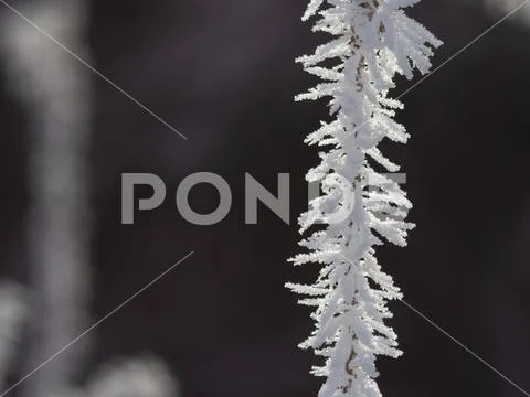 Ice crystals on plants, Macro Stock Photos