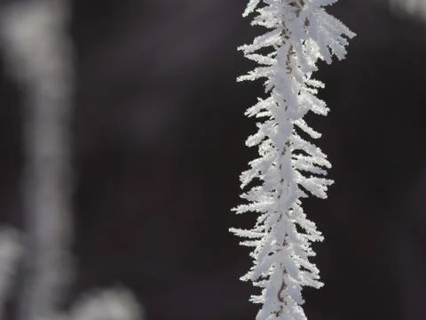Ice crystals on plants, Macro Foto stock