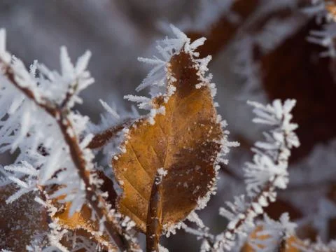 Ice crystals on plants, Macro Foto stock