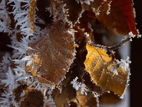 Ice crystals on plants, Macro Foto stock