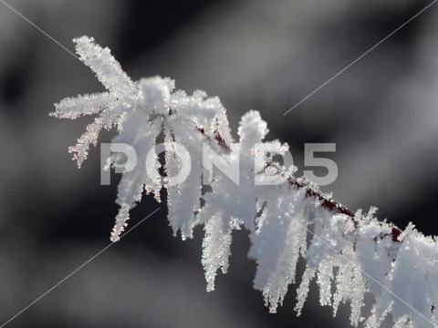 Ice crystals on plants, Macro Stock Photos