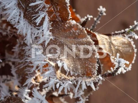 Ice crystals on plants, Macro Stock Photos
