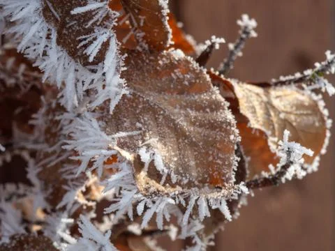 Ice crystals on plants, Macro Foto stock
