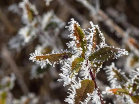 Ice crystals on plants, Macro Foto stock