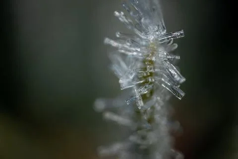 Ice crystals on tree branches. Ice needles on a branch. Stock Photos
