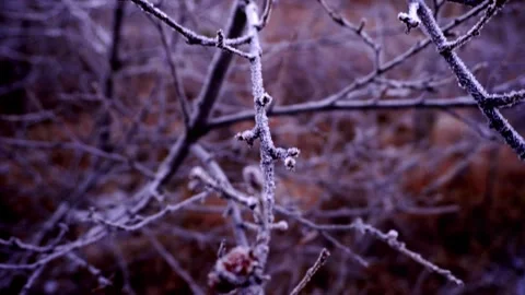 Ice Crystals on a Tree in Iceland Stock Footage 303941718