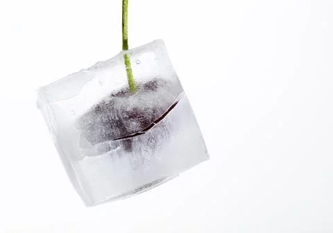 Ice cube with cherry Stock Photos