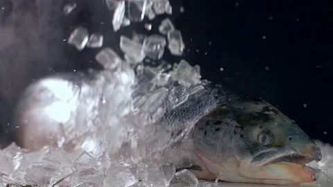 Ice cubes fall on fish salmon Slow motion Vídeo Stock 105617849