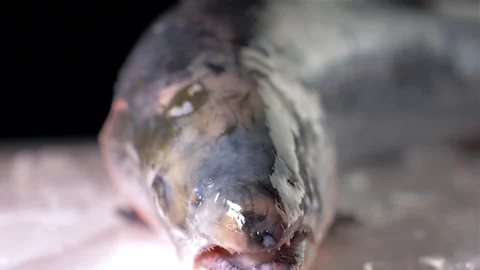 Ice cubes fall on fish salmon Slow motion Stock Footage 105618105